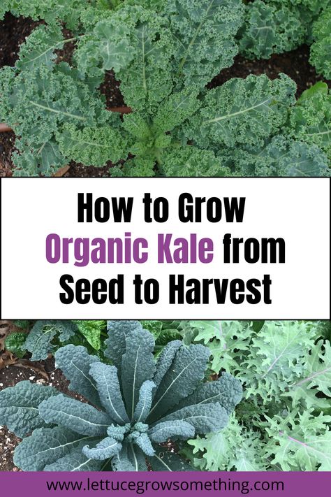 How to Grow Organic Kale from Seed to Harvest Kale Garden, How To Grow Kale, Grow Kale, Lettuce Grow, How To Harvest Lettuce, Growing Kale, When To Plant, Texas Gardening, How To Grow