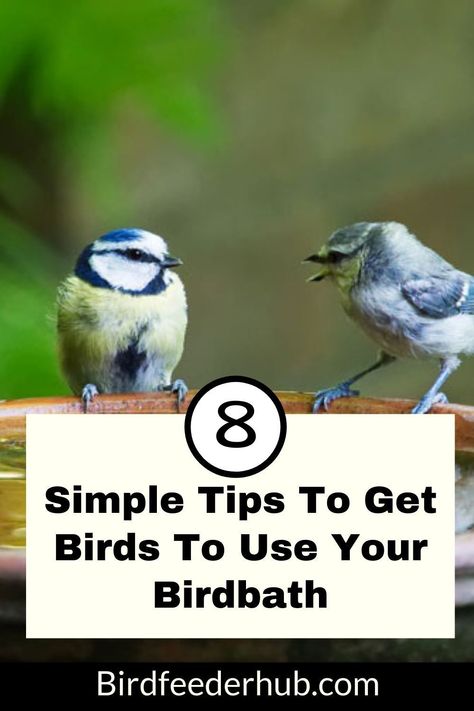 How To Seal A Bird Bath, Birds In Bird Bath, Farmhouse Bird Bath, Diy Bubbling Bird Bath, Plants Around Bird Bath, How To Make A Bird Feeder Diy, Bird Bath Flower Bed Garden Ideas, In Ground Bird Bath, Garden With Bird Bath Ideas