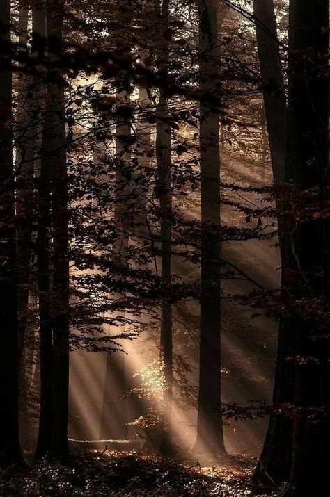 Pin by Tori on fotos | Dark forest aesthetic, Brown aesthetic, Nature aesthetic Brown Eyes Aesthetic, Visuell Identitet, Wallpaper Estetika, Theme Nature, Coffee Theme, Brown Wallpaper, Dark Academia Aesthetic, Wallpapers Iphone, Beige Aesthetic