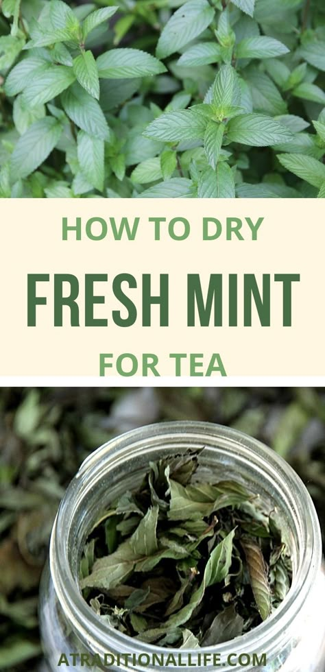 Freezing Mint Leaves, How To Dry Tea Leaves, Dried Mint Uses, Things To Do With Mint Leaves, What To Do With Mint Leaves, Preserving Mint, Dry Mint Leaves, Harvest Mint, Mint Recipes Fresh