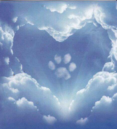 ~♡~ Dog Heaven Quotes, Miss My Dog, Cat Heaven, Puppy Biting, Dog Heaven, Pet Remembrance, 강아지 그림, Animale Rare, Dog Memorial