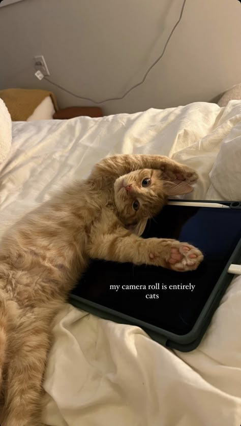 Kitten Instagram Story, Cat Ig Story, Cat Story Instagram, Cat Captions Instagram, Cat Instagram Captions, Cat Instagram Story, Dog Captions For Insta, Funny Cat Captions, Dog Instagram Captions