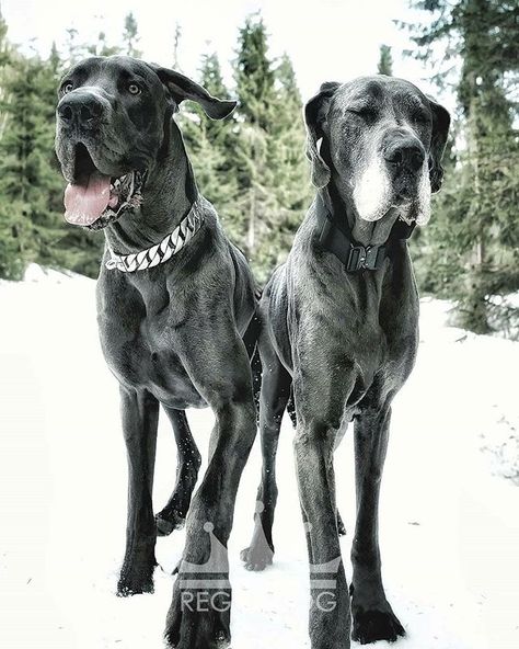 Two Great Danes, Luxury Dog Accessories, Dog Bling, Great Danes, Chain Collar, Luxury Dog, Great Dane, Dog Accessories, Accessories Shop