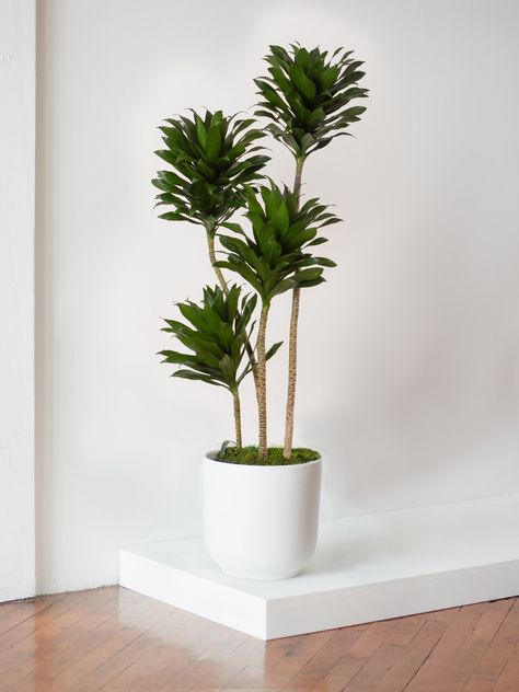 Dracaena Compacta, Tall House Plants, Statement Plants, Indoor Tropical Plants, Truffula Trees, Plant Party, Plant Care Tips, Dragon Tree, Custom Planters