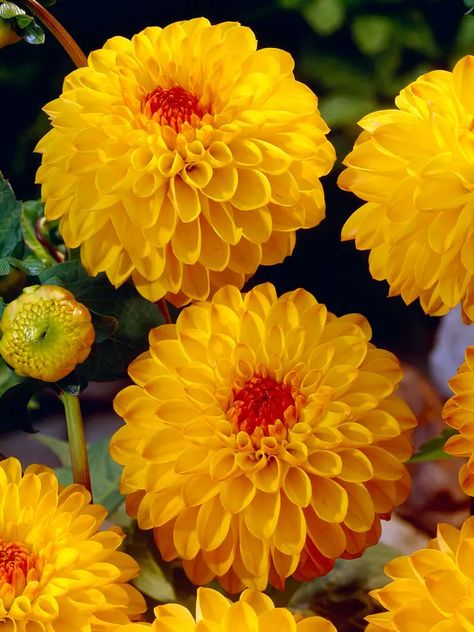 Pom Pom Dahlia, Sunny Boy, Summer Flowering Bulbs, Dahlias Garden, Overwintering, Dahlia Flower, Beautiful Flowers Pictures, Types Of Soil, Types Of Flowers