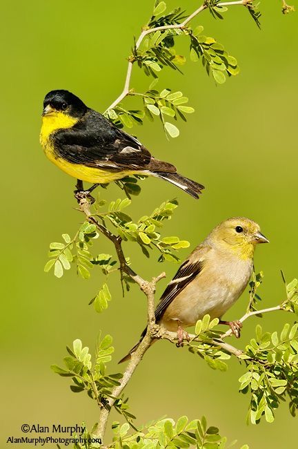 Lesser Goldfinch male and female Hawfinch, Siskin, Chaffinch, Bullfinch, Goldfinch, Pretty Birds, Bird Photo, Song Bird, Nature Photos