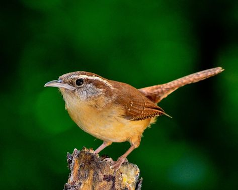 Bird Nature Outdoors - Free photo on Pixabay Wren Meaning, Celtic Zodiac Signs, Celtic Zodiac, What Is A Bird, Common Birds, Brown Bird, Backyard Birds, Bird Pictures, Bird Photo