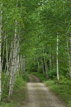 Drive - Reminds of the moments before we reach our cabin in Park Rapids, MN Running Trails, Farm Scenes, Tree Tunnel, Dirt Roads, Dream Landscape, Country Roads Take Me Home, Forest Path, Abc 123, 수채화 그림