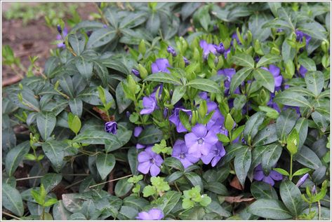 “Invasive” Ground Covers and the Case for Allowing Periwinkle | Garden Rant Periwinkle Garden, Periwinkle Ground Cover, Periwinkle Plant, Shady Gardens, Low Maintenance Backyard, Vinca Minor, Silver Plant, Woodland Plants, Ground Covers