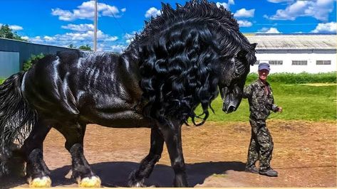 Big Horse Breeds, Giant Horse, Draft Horse Breeds, Belgian Draft Horse, Belgian Horse, Rare Horse Breeds, Horses Videos, Largest Horse Breed, Percheron Horses