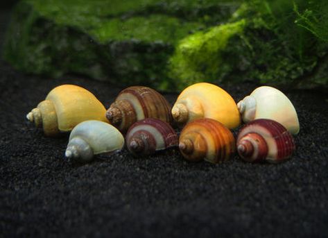 Freshwater Mystery Snails: A Comprehensive Guide Mystery Snails, Amano Shrimp, Apple Snail, Freshwater Plants, Betta Fish Tank, Aquatic Life, Invasive Species, Freshwater Fish, Betta Fish