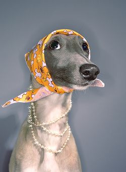 강아지 그림, Italian Greyhound, Whippet, Baby Dogs, Animal Love, 귀여운 동물, Love Animals, Animals Friends, Greyhound