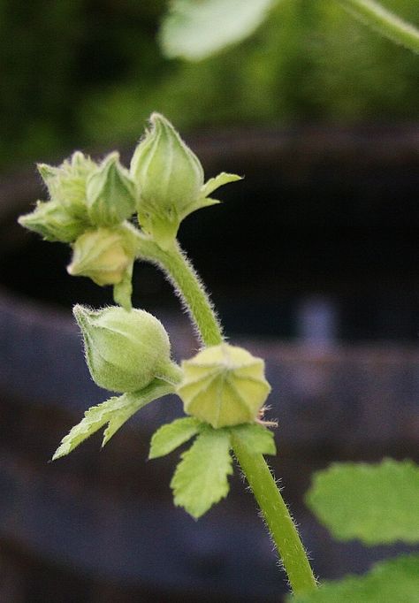 How to Grow Hollyhock From Seed - Dengarden Hollyhock Drawing, Growing Hollyhocks, Storing Seeds, Hollyhock Seeds, Alcea Rosea, Gardening For Dummies, British Wild Flowers, Hollyhocks Flowers, Goth Garden