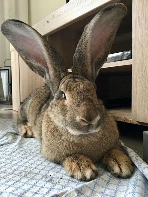 Giant Flemish Rabbit, Flemish Rabbit, Giant Rabbits, Rabbit Species, Flemish Giant Rabbit, Giant Rabbit, Flemish Giant, Giant Bunny, Raising Rabbits