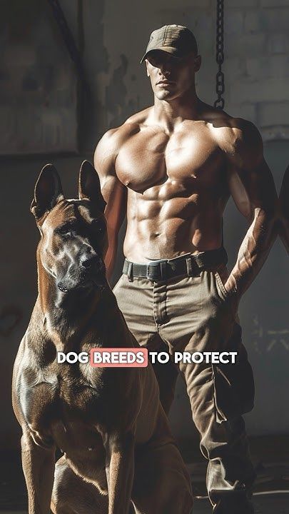 Top 3 best guard dog breeds to protect your family. Boxador Puppies, Best Guard Dog Breeds, How To Train Dogs, Doberman Puppies For Sale, Marines Boot Camp, Dog Breeds Chart, Best Small Dog Breeds, Best Small Dogs, Doberman Puppies