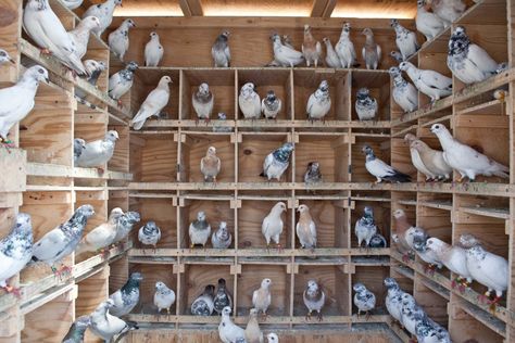 Pigeon Flying, Pigeon Coop, Fancy Pigeons, Racing Pigeon Lofts, Pigeon Loft Design, Pigeon Nest, Baby Pigeon, Pigeon Cage, Flying Pigeon