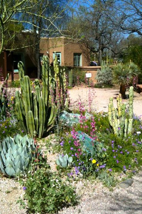 Outdoor Cactus, Desert Backyard, Birmingham Botanical Gardens, Garden Botanical, Diy Cactus, Garden Cactus, Indoor Ideas, Indoor Pots, Diy Terrarium