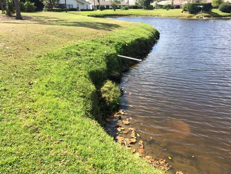 Florida Plants That Control Erosion in a Wetland Florida Plants, Garden Therapy, Erosion Control, Tampa Bay Area, River House, Water Quality, Shrek, Cool Plants, Garden Beds