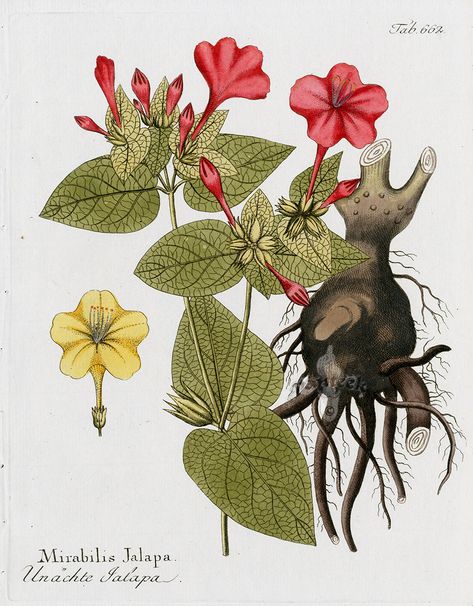 Mirabilis jalapa from Ferdinand Vietz Icones Plantarum 1800-1822 Botanical Prints Free, Mirabilis Jalapa, Copper Engraving, Botanical Illustrations, Rococo Style, Plant Species, Egyptian Art, Vintage Art Prints, History Museum