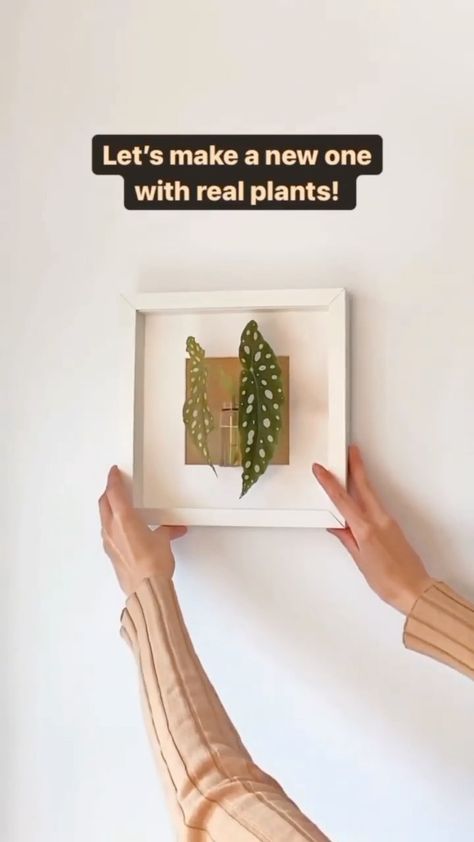 Ikea Photo Frames, Framed Plants, Plants Wall, Diy Picture Frames, Plant Cuttings, Beach Crafts, Plant Pictures, Real Plants, Diy Plants