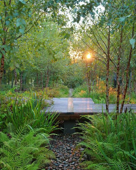 Rain Gardens, Sustainable Garden, Rain Garden, Traditional Garden, Traditional Landscape, Woodland Garden, Natural Garden, Back Garden, Shade Garden