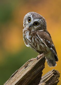 Northern Saw-Whet. M Elf Owl, Owl Wisdom, Saw Whet Owl, Barn Owls, Owl Photography, Owl Photos, Hoot Owl, Owl Pictures, Beautiful Owl