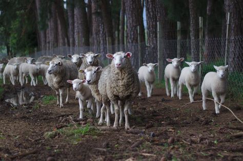 Customisation is going to be the biggest fashion trend of the year, according to a recent BBC Radio 4 show. But rather than sitting down to a sewing machine or Religious Tattoo Design, Hearing God's Voice, Julie Smith, Feed My Sheep, Science Psychology, Farm Sheep, The Voice Of God, Goat House, Livestock Feed