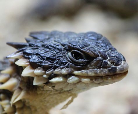 Sungazer, Giant Girdled Lizard, Giant Spiny-tailed Lizard or Giant Zonure Armadillo Lizard, Cute Lizard, Cute Reptiles, Vivarium, Reptiles And Amphibians, Lizards, Animal Planet, Gecko, Nature Animals