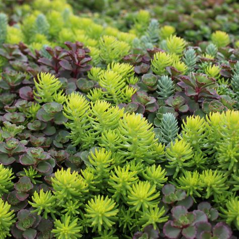 15 Impossible-to-Kill Outdoor Plants Sedum Ground Cover, Sedum Garden, Potato Plant, Sedum Plant, Tattoo Plant, Chicago Botanic Garden, Food Medicine, Ground Cover Plants, Hardy Plants