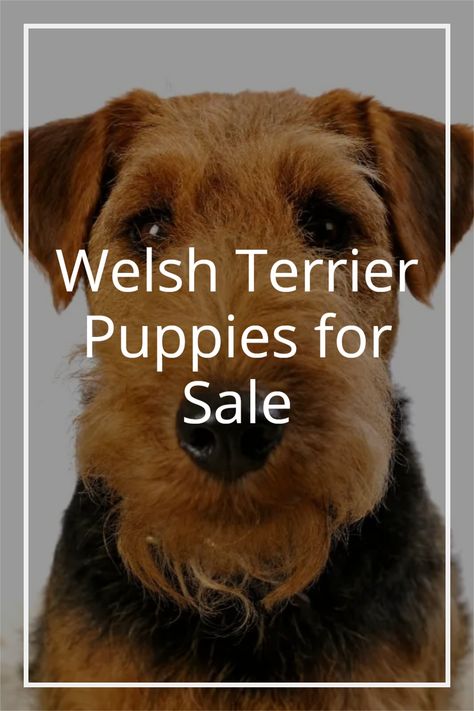 Welsh Terrier Puppy, Lakeland Terrier Puppies, Welch Terrier, Wire Fox Terrier Puppies, Airedale Terrier Puppies, Cairn Terrier Puppies, Fox Terrier Puppy, Terrier Rescue, Lakeland Terrier