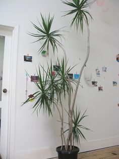 Dracaena Marginata - Madagascar Dragon Tree. super low-maintenance indoor plant, okay with indirect light.: Dracena Marginata, Madagascar Dragon Tree, Low Maintenance Indoor Plants, Dracaena Marginata, Dracaena Plant, Dragon Tree, Indoor Trees, Inside Plants, Houseplants Indoor