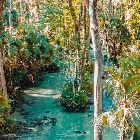 Springs In Florida, Florida Wildlife, River Float, Rainbow Springs, Glass Bottom Boat, Florida Springs, Orlando Travel, Lazy River, Silver Springs