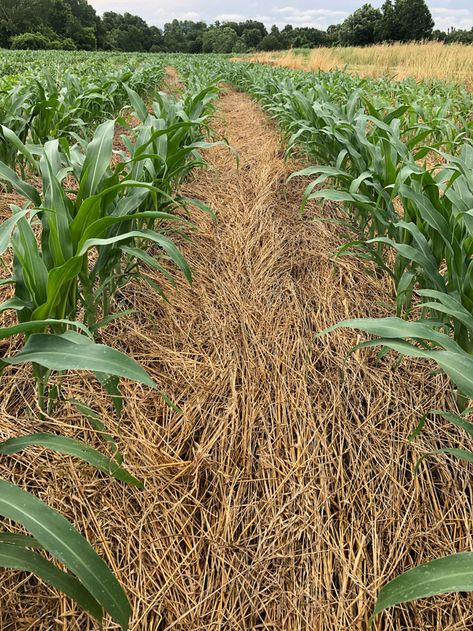 No-Till, Cover Crops and Cattle Bring Revenue to Offset Tight Margins Perma Garden, Cover Cropping, Farming Images, Farm Crops, Rotational Grazing, No Till Farming, Sustainable Farm, Farming Ideas, Cover Crops