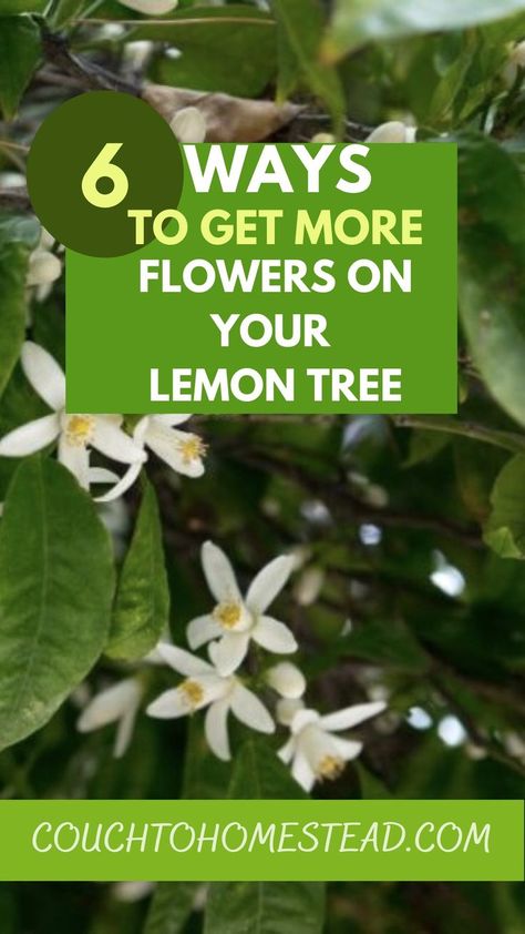 Indoor Meyer Lemon Tree, Lemon Tree Potted Indoor, Growing Lemon Trees In Pots, Lemon Tree Companion Plants, Lemon Tree Flowers, Meyer Lemon Tree Potted, Lemon Tree Potted Care, Lemon Tree Care, Meyer Lemon Tree Care