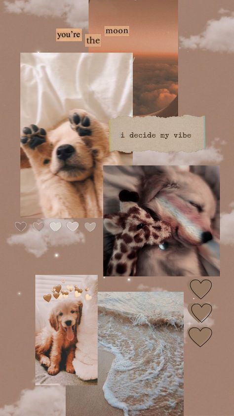 Dog Aesthetic Wallpaper Iphone, Puppy Wallpaper Aesthetic, Dog Background Wallpapers, Wallpaper Iphone Dog, Dog Lockscreen, Dog Wallpaper Iphone, Teddy Pictures, Cute Puppy Wallpaper, Cute Dog Wallpaper