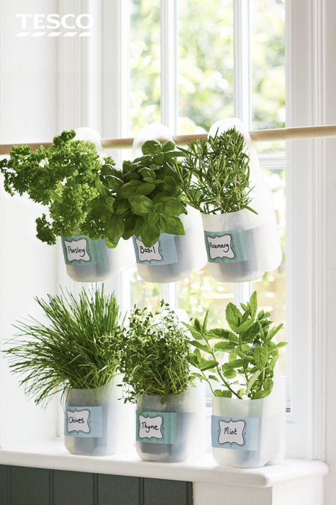 Herbs Growing In Kitchen, Kitchen Window Herbs, Herb Window Kitchen, Kitchen Herb Garden Windowsill, Herb Garden Windowsill, Herb Window Garden, Kitchen Window Herb Garden, Plant Window Sill, Apartment Herb Gardens