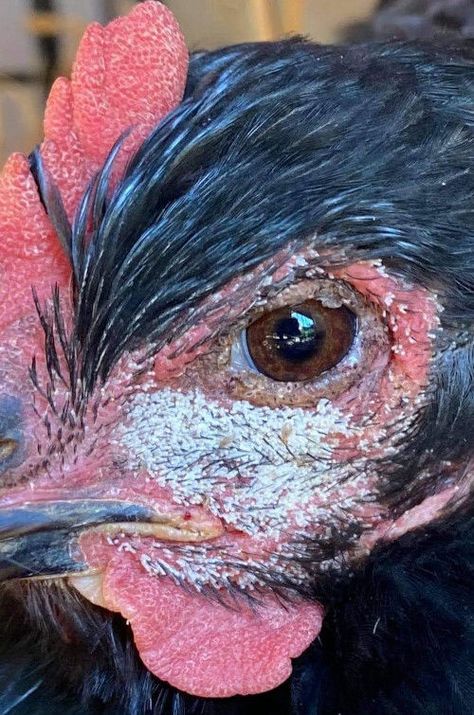 What is wrong with my chickens comb? - Cluckin Best Chicken Feed, Homemade Chicken Feed, Chickens Coop, Egg Laying Hens, Flaking Skin, Black Chickens, Chicken Health, Laying Hens, Chicken Coop Plans