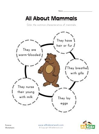 All About Mammals Worksheet | All Kids Network Mammals Worksheet, 3rd Grade Math Worksheets, Animal Classification, First Grade Worksheets, Animal Worksheets, Worksheets For Kindergarten, Kindergarten Worksheets Printable, Animal Groups, Primary Students