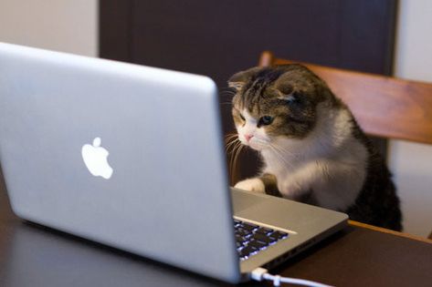 'Hmm... What should I name this new Pinterest board?' Photo Blog, How To Become Rich, Online Work, Crazy Cat Lady, Crazy Cats, Cat Memes, A Cat, Cats And Kittens, Cute Cats