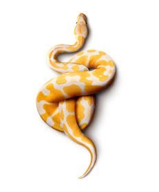 Pretty Snakes, Banana Art, Cute Reptiles, Cute Snake, Snake Art, Reptile Snakes, Beautiful Snakes, Ball Python, Reptiles And Amphibians