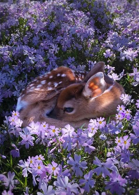 Pretty Animals, Dessin Adorable, Baby Deer, Cute Animal Photos, Cute Creatures, Nature Aesthetic, Animal Photo, Nature Animals, Cute Little Animals