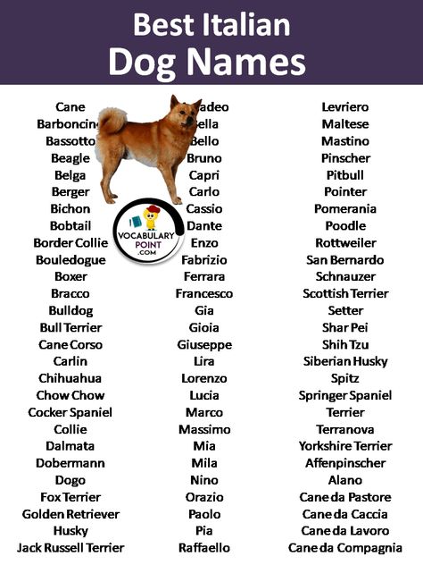 If you’re looking for a unique name for your pup, why not explore the culture of Italy? Dog names from Italy can be inspired by ... Read more The post 500+ Italian Dog Names in English appeared first on Vocabulary Point. Italian Dog Names, Spanish Dog Names, White Dog Names, List Of Dog Names Numbered, Dog Names Food Related, Tough Dog Names, Russian Dogs, Italian Dogs, Sims Names