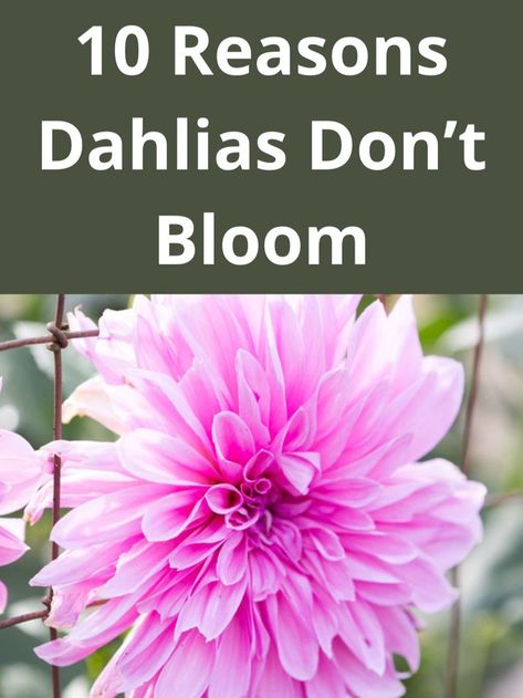 dinnerplate dahlia in bloom Caring For Dahlias, How To Winterize Dahlias, When To Plant Dahlia Bulbs, When To Dig Up Dahlia Bulbs, Dahlia Flower Garden, Dahlia Care, Grow Dahlias, Dahlia Flowers, Growing Dahlias