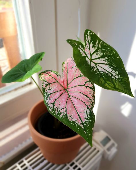 Calladiums Plants Pink, Caladium Drawing, Pink Symphony Caladium, Pink Caladium, Caladium Plants, Indoor Planting, Pink Plants, Acrylic Design, Pink Plant