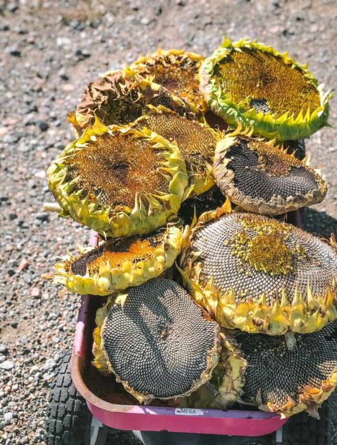 Homemade Fly Spray, Sunflower Seed Recipes, Harvesting Sunflower Seeds, Soil Recipe, The Prairie Homestead, Harvest Storage, Stain Concrete, Prairie Homestead, Growing Sunflowers