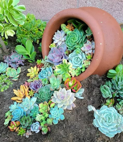 Succulent Front Yard Landscaping, Succulent Front Yard, Rockery Ideas, Landscaping Succulents, Foundation House, Periwinkle Plant, Plant Growing Tips, Xeriscape Front Yard, Rustic Flower Beds