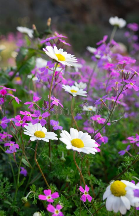 Flowers of spring. Close-up picture of a spring countryside flower field , #AFF, #Close, #spring, #Flowers, #picture, #field #ad Flower Field Close Up, Pictures Of Spring Flowers, Queen Anne's Lace Flowers, Early Spring Flowers, Grass Field, Spring Pictures, Flowers Gif, Fields Photography, Close Up Pictures