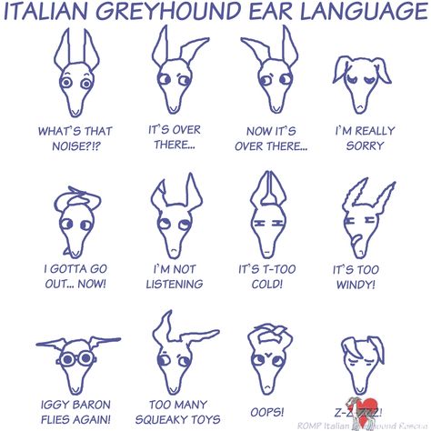 Italian Greyhound Ear Language TShirt, Italian Greyhound, IG, Iggy, IG shirt, Italian Greyhound shirt Italian Greyhound Rescue, Grey Hound, Greyhound Rescue, Greyhound Art, Dog Ears, Grey Hound Dog, Animal Pics, Italian Greyhound, Doberman Pinscher