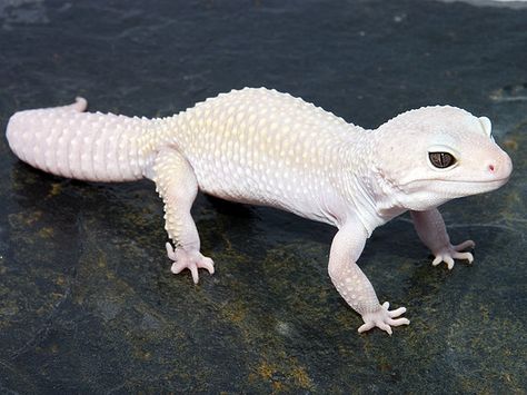 i get feed a leopard gecko named falcor at work. it's the beeeeeest!!!!! Leaped Gecko, Albino Gecko, Leucistic Animals, White Gecko, Gecko Morphs, Leopard Gecko Cute, Leopard Gecko Morphs, Rare Albino Animals, Cute Gecko