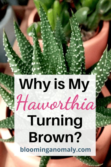 Why is my haworthia turning brown? Browning Leaves On House Plants, Haworthia Succulents, Plant Leaves Turning Brown, Haworthia Zebra Plant, Succulents Care, Zebra Haworthia Care, Types Of Haworthia Succulents, Zebra Haworthia, Zebra Plant